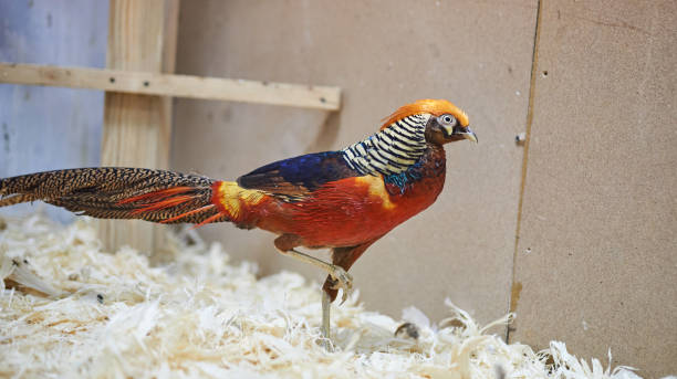 istock Cute beautiful pheasant in the petting zoo. 1021028740