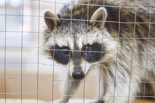 istock Sad, cute raccoon petting zoo 1021029070