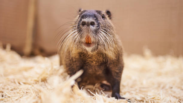 istock Nice,beautiful home nutria,petting zoo. 1021029076