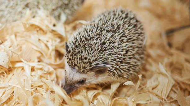 istock Cute decorative hedgehog, wood sawdust 1021031132