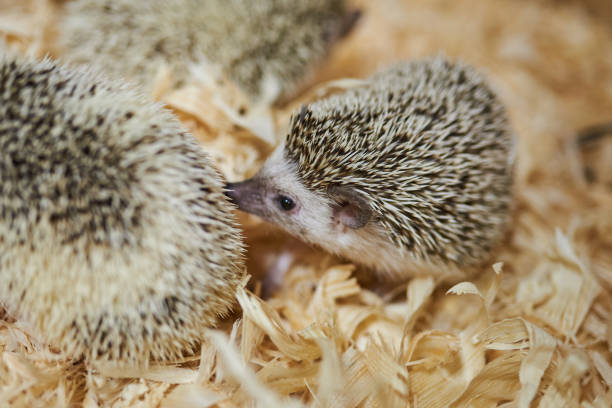istock Cute decorative hedgehog, wood sawdust 1021031170