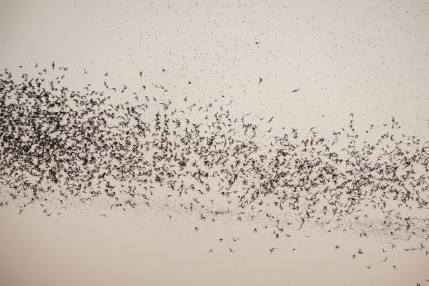 istock Flock of bat flying on sky to feed 1021031202