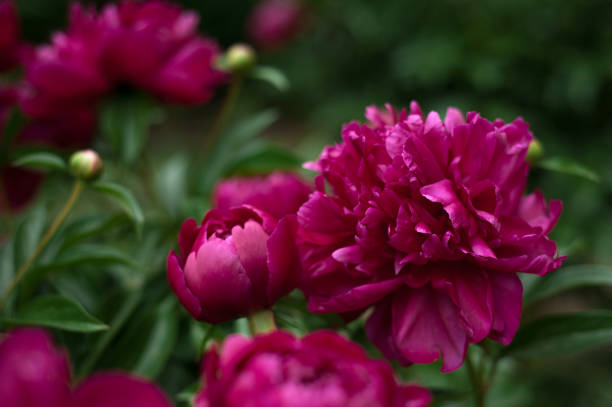istock Red peonies in the garden. Blooming red peony. 1021031590