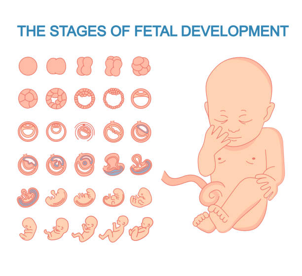 胎児開発の段階。 - ultrasound fetus development embryo点のイラスト素材／クリップアート素材／マンガ素材／アイコン素材