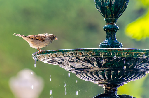 little sparrow drinking water in a fountain. bird, ornithology