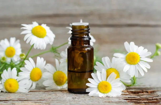 Photo of Small glass bottle with essential roman chamomile oil on the old wooden background. Chamomile flowers, close up. Aromatherapy, spa and herbal medicine ingredients. Copy space.