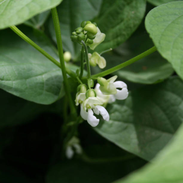 istock Snow pea plant cultivation in bloom 1021043686