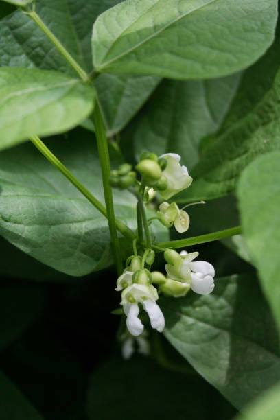 istock Snow pea plant cultivation in bloom 1021043750
