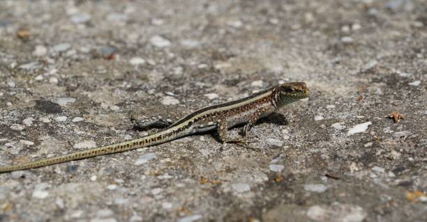istock Small lizard on rock in the sun 1021059052