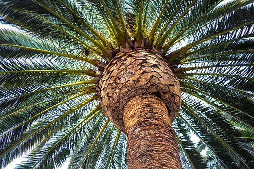 Close up of the top of a palm tree.