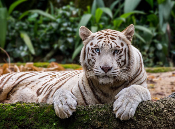 istock White tiger in Singapore zoo 1021062626