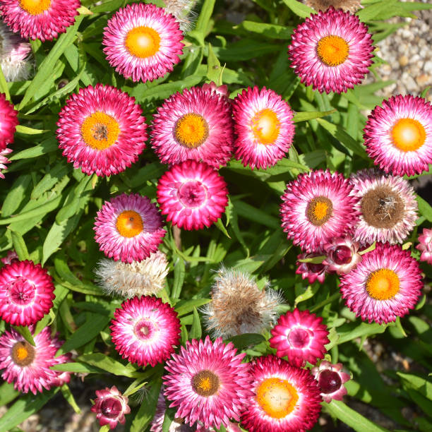 fiori di margherita eterni rosa australiani, bratteato di xerochrysum, visti dall'alto. conosciuto anche come margherite di carta e fiori di paglia. endemico dell'australia occidentale. - famiglia delle margherite foto e immagini stock