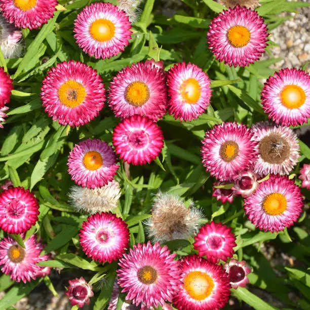 Pink everlasting daisies viewed from above in a garden bed