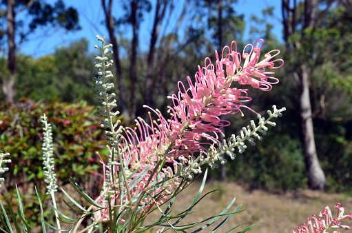 Curly pink grevillea flowers endemic to Australia