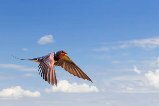 Swallow Bird In Mid-flight On Blue Cloudy Skies Photograph of Swallow bird captured in mid-flight on blue cloudy skies background. barn swallow stock pictures, royalty-free photos & images
