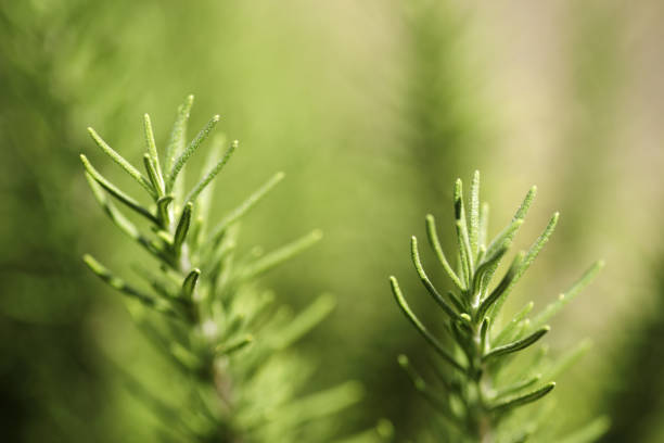 Close up image of rosemary growing in a garden stock photo
