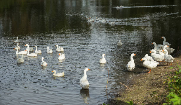 istock white geese on the pond 1021065334