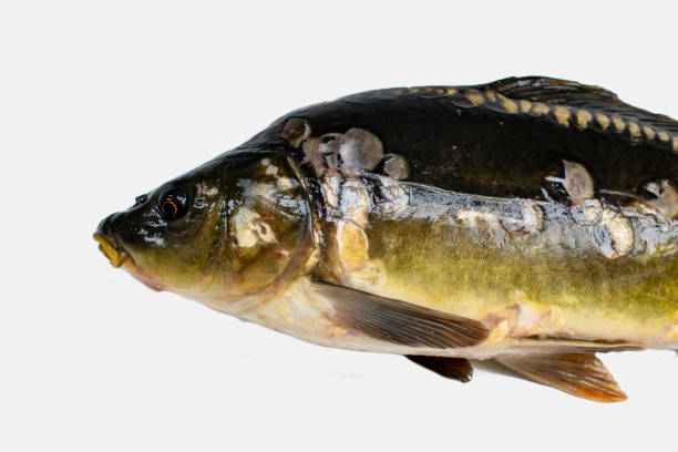 istock Common carp. Cyprinus carpio. Isolated on white 1021073042