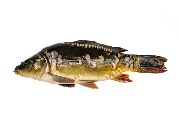 istock Common carp. Cyprinus carpio. Isolated on white 1021073202
