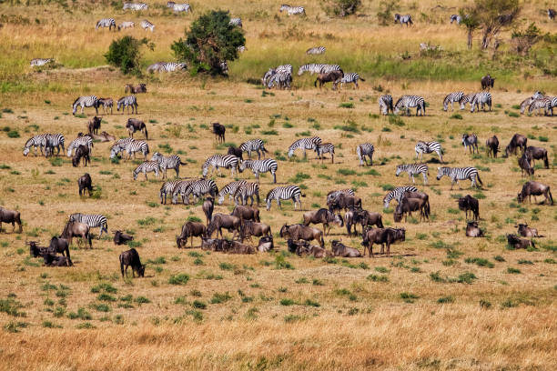 istock Wildebeests and Zebras Resting, Grazing at Masai Mara after Big Migration 1021073472