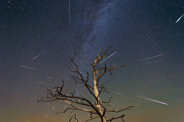 istock dry tree on the  night sky background with starfall, night scene 1021078368