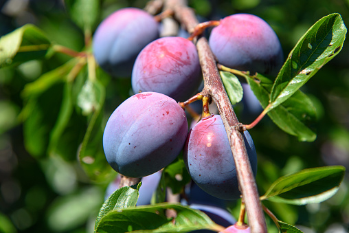 Organic Italian prune plums on plum trees and branches