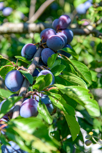 Ripe plums hanging from a tree branch ready to be harvested. Ripe plums on a tree branch in the orchard. View of fresh organic fruits with green leaves on plum tree branch in the fruit garden.