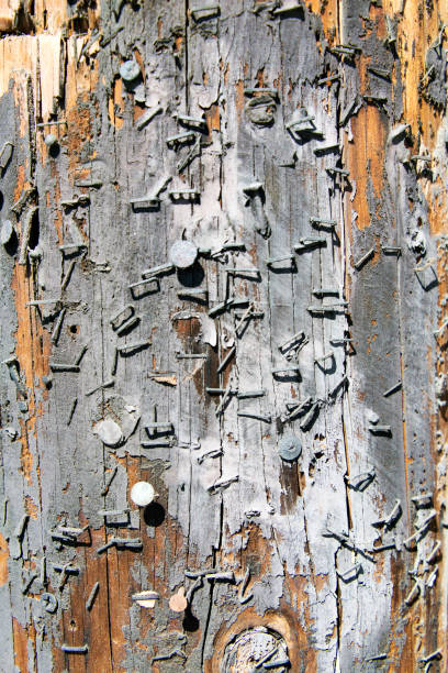istock A view of an old tree for backgrounds, textures or any other graphic purposes 1021083348