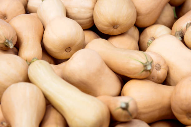 istock Cucurbita Moschata, Butternut squash background for soup or dinner 1021083538