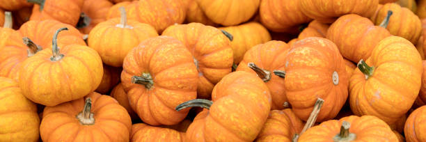 istock Header, Pumpkin or squash background, orange Cucurbita pepo for soups 1021083738