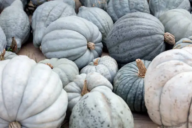 Photo of Lots of grey and blue Bleu de Hongrie Pumpkins, nice Squash to fry and roast