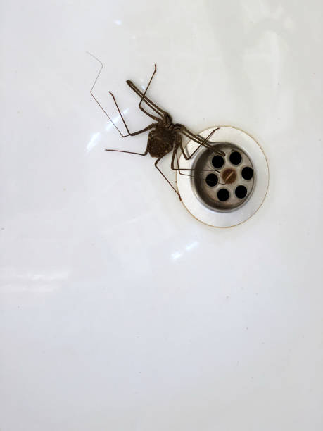 istock Spider in the bathroom sink 1021086414