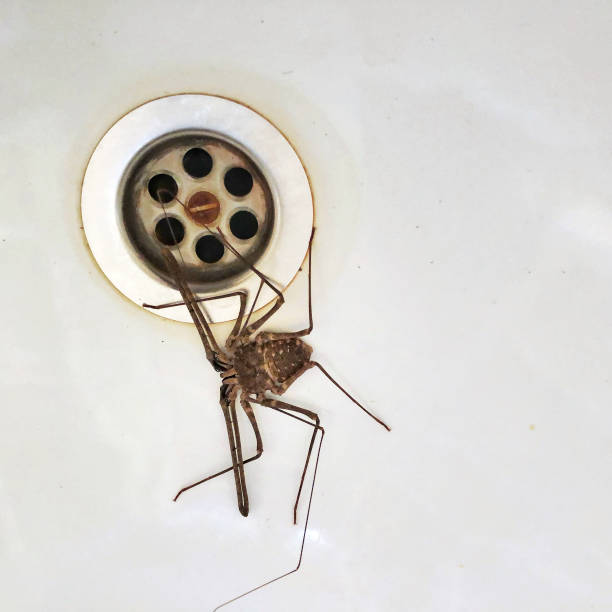 istock Spider in the bathroom sink 1021086518