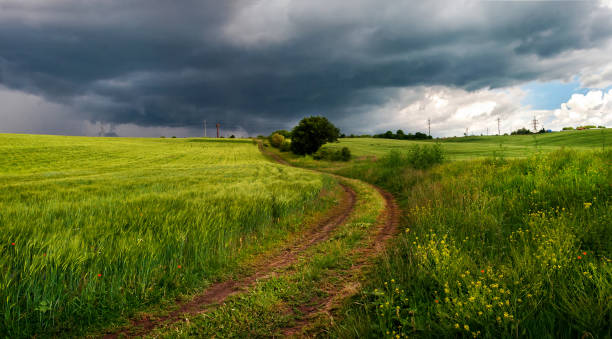 temporale estivo in un campo di grano - storm wheat storm cloud rain foto e immagini stock