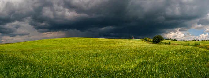 Summer thunderstorm in a wheat field
