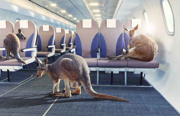istock kangaroo in the airplane cabin interior. 1021092748
