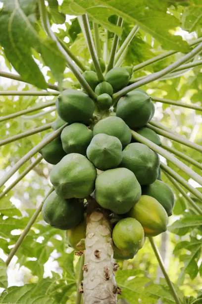 Close-up of Papaya tree and fruits