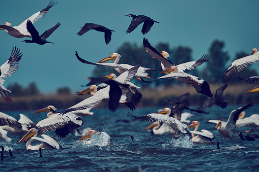 side view of flock of pelicans in sunny day migrating, flying.