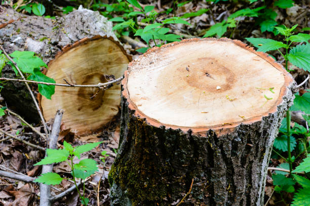 Stump on the green grass in the forest.
