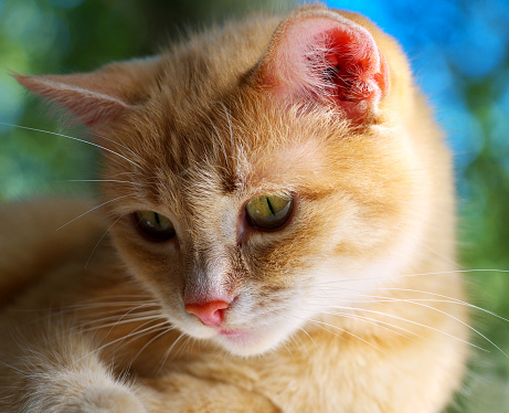 portrait of ginger cat looking down and right, shallow depth of field, focus on the left eye
