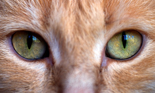 Ginger cat eyes closeup, shallow depth of field, focus on eyes