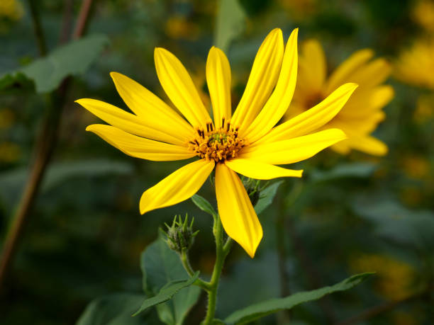 istock yellow  topinambur flower closeup 1021101894