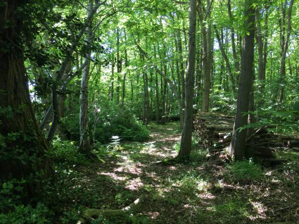 istock A green woodland in Wiltshire 1021105346