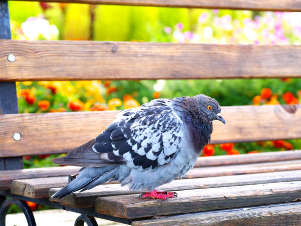 istock ruffled pigeon standing on a wooden bench 1021105536
