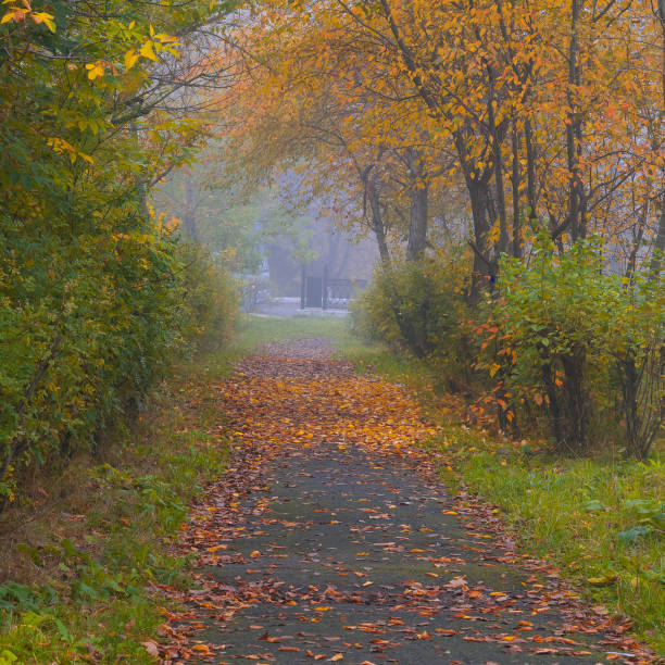 istock foggy morning  park sidewalk in the autumn 1021105682