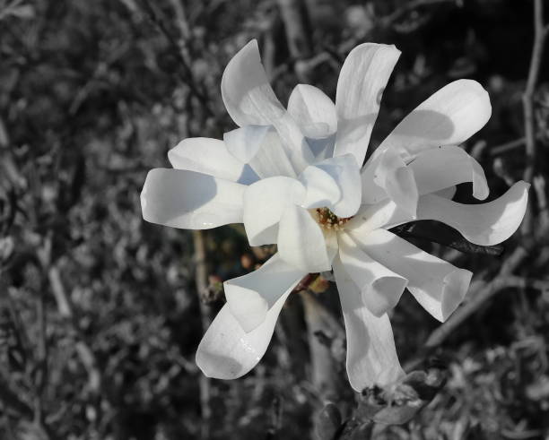 istock Magnolia Stellata Blossom. 1021105798