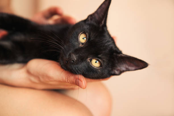 istock Cute black cat in the woman hands 1021108368