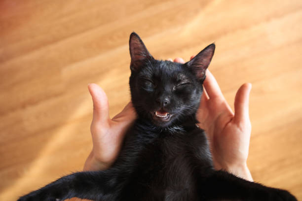 istock Cute black cat in the woman hands 1021108424