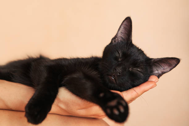 istock Sweet Kitten taking a nap on woman's hand 1021108508