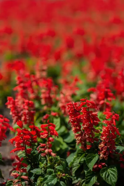 Photo of Red sage closeup in the garden among other flowers